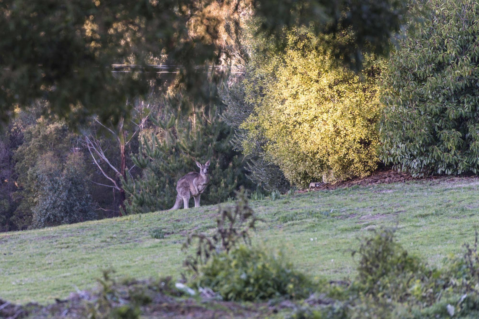 Macedon Ranges Hotel & Spa Exteriér fotografie